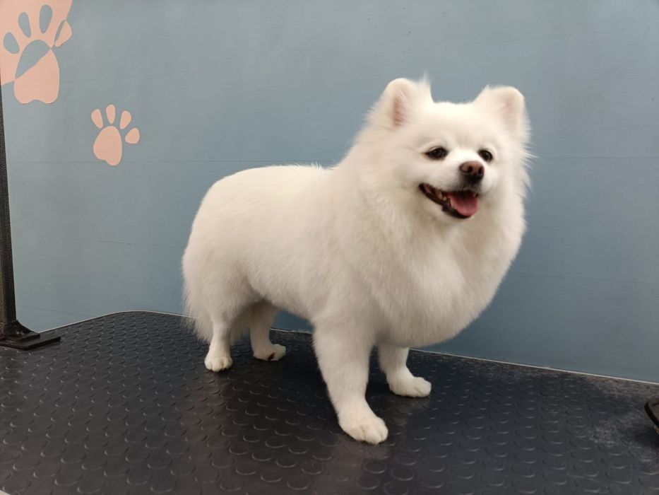 Красивые белые щенки шпица