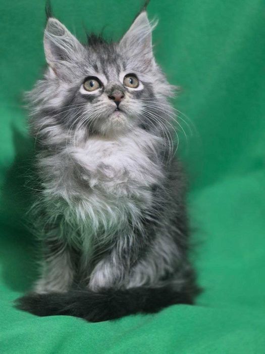 Котенок Мейн кун девочка чистокровная