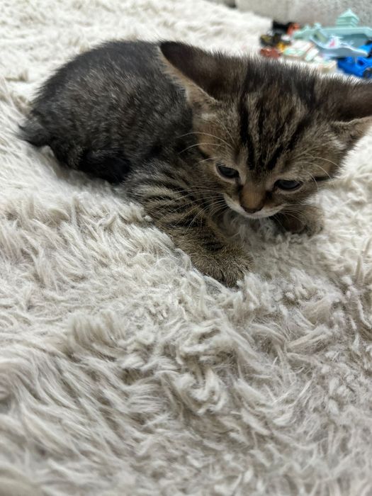 Кошечка в добрые руки