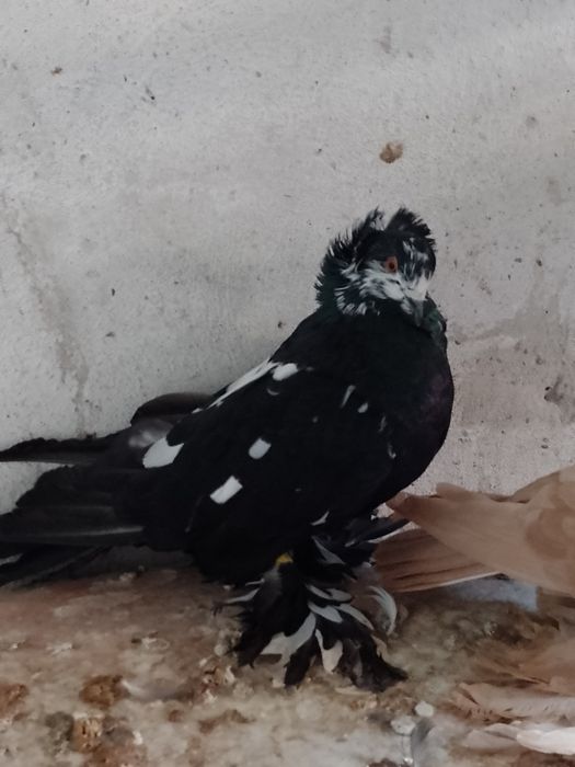 De vânzare porumbei