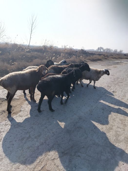 Qoylar sotiladi. Bugoz qoylar. Qochqorlari ham bor