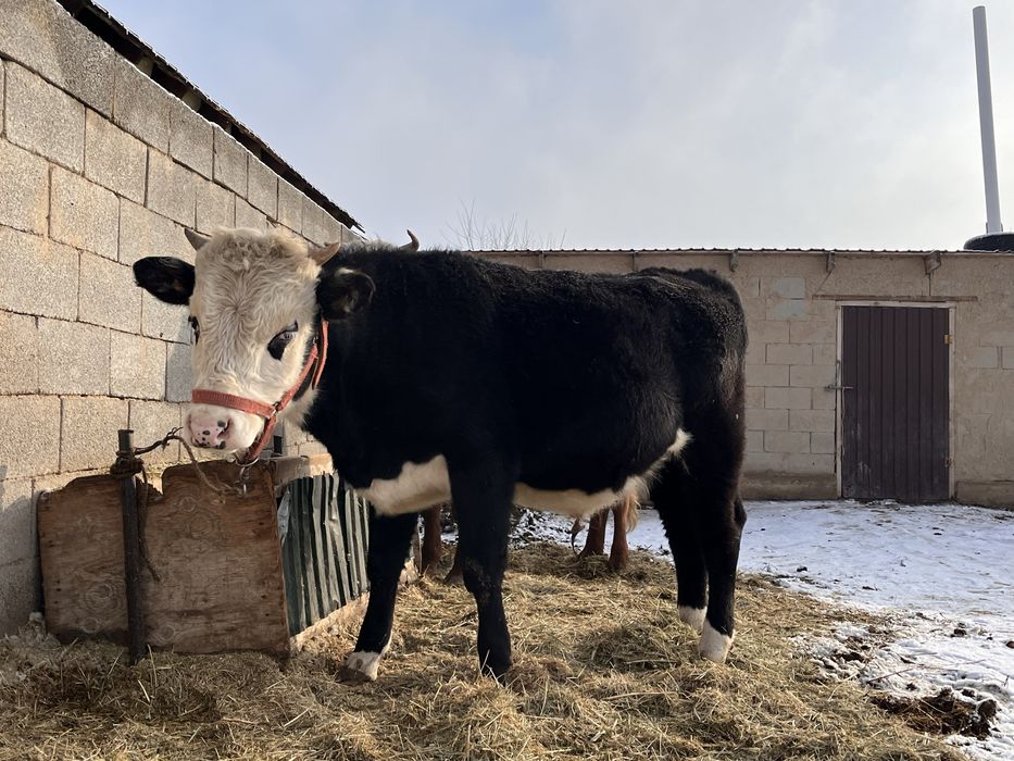 тайынша сатылады