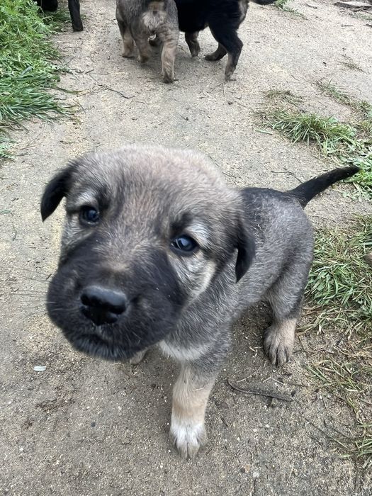 Щенята красивые