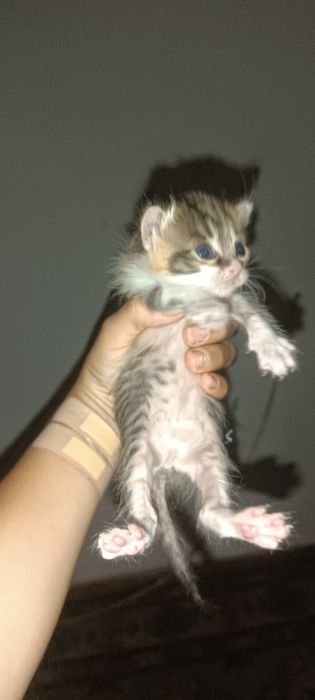 Отдам котят в добрые руки!