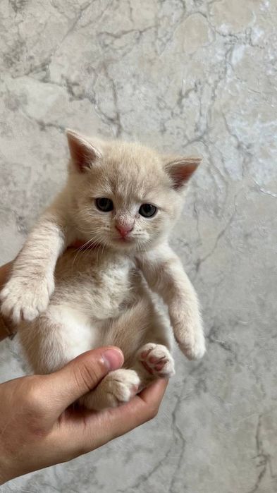 Scottish fold&Scottish straight