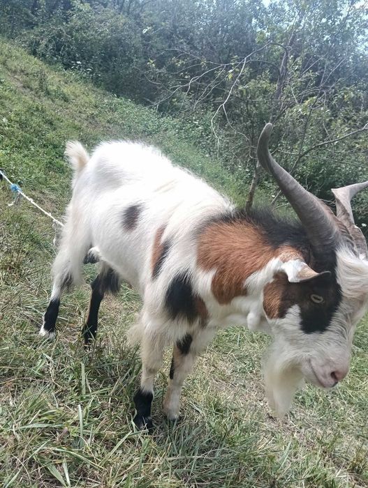 Vând țap tânăr ...
