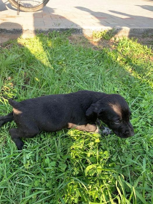 Щенки куртсхар 1месяц