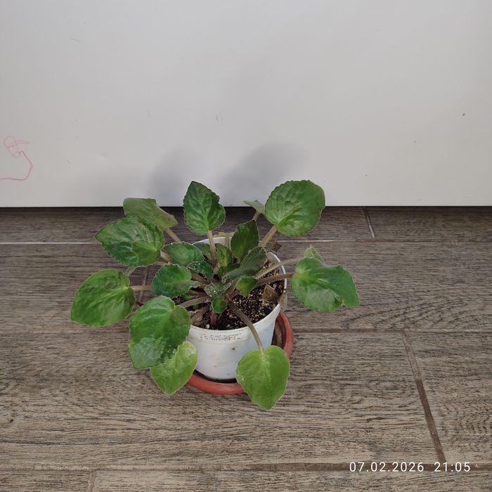 Продам комнатные растения