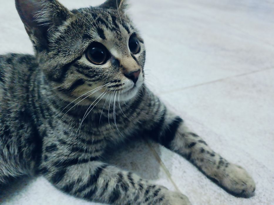 Кошка боня в добрые руки