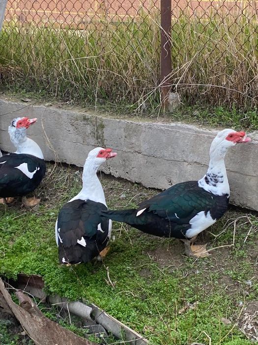 Продам гусей и индауток