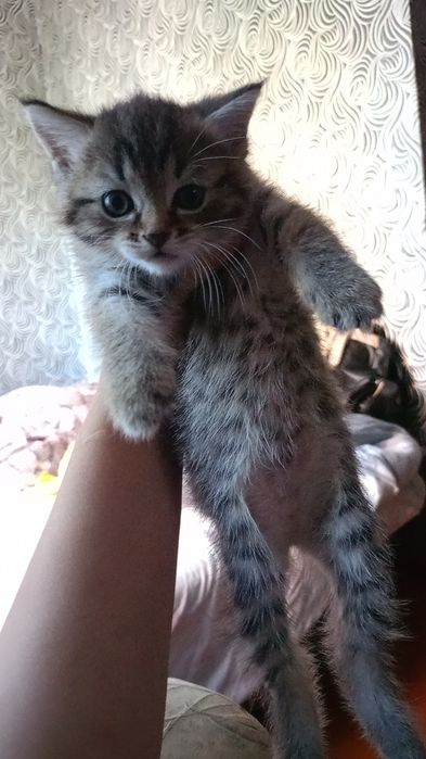 Котенок срочно в добрые руки