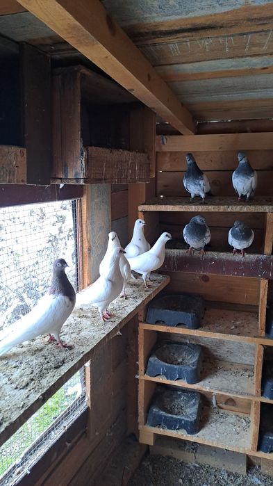 Будапещенски Унгарци