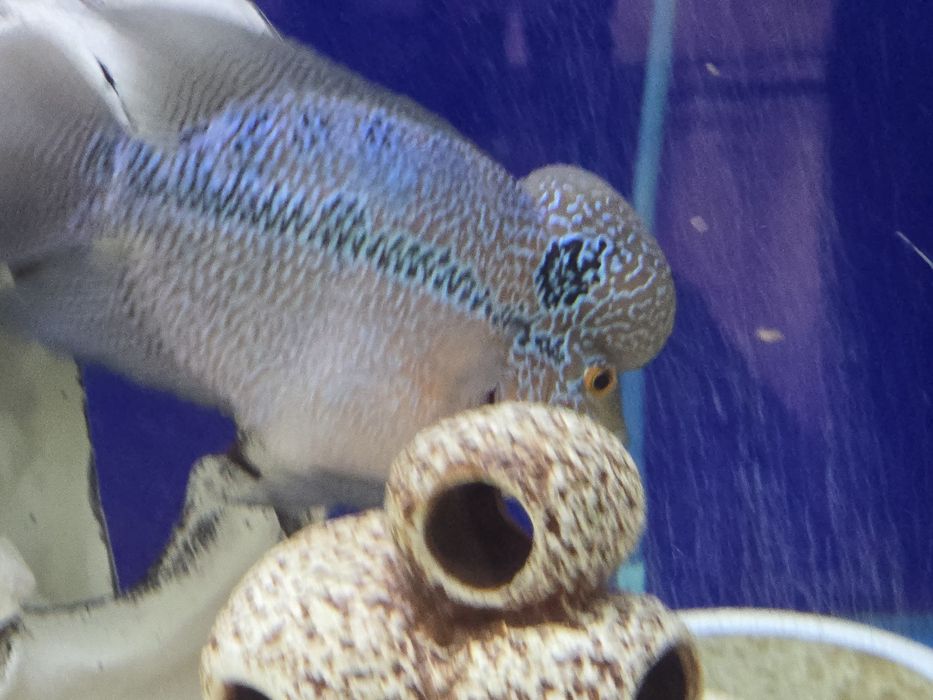 Продам рыбу флауэр хорн