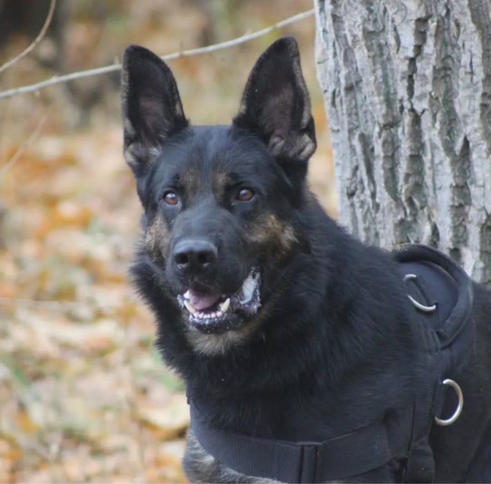 Продам щенят немецкой овчарки