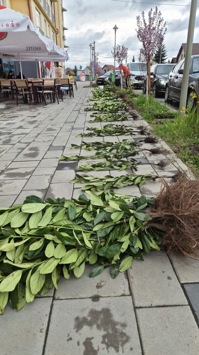 Vând laur englezesc