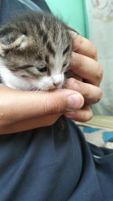Отдам котят бесплатно