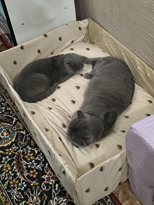 Продам котёнка девочку