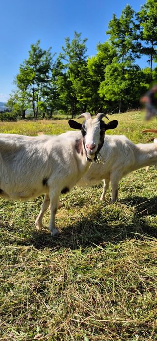 De vanzare caprite,tap si iezi