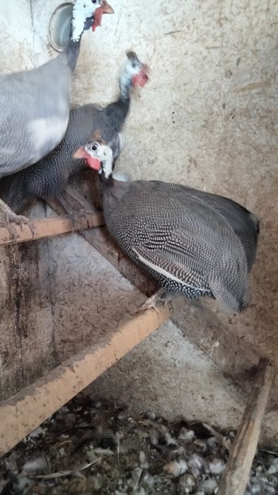 Продам взрослых цесарок