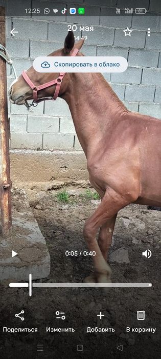 Дончак еркек тай сатылады