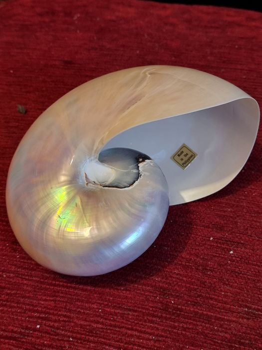 Scoica nautilus pompilius exemplar mare  15 cm- sidef natural