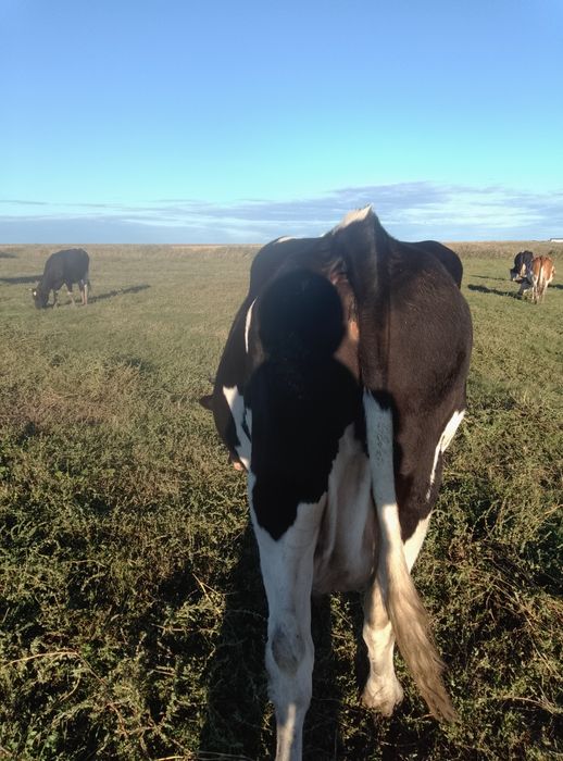 Vând vaci și vitei