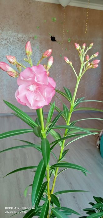 Домашний цветок , Алеандр