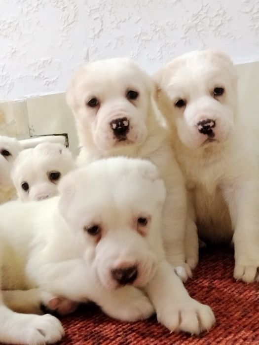 АЛАБАЙ щенки продается