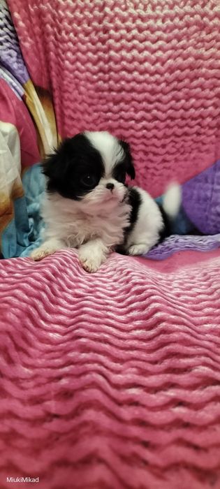 Девочка японского хина.