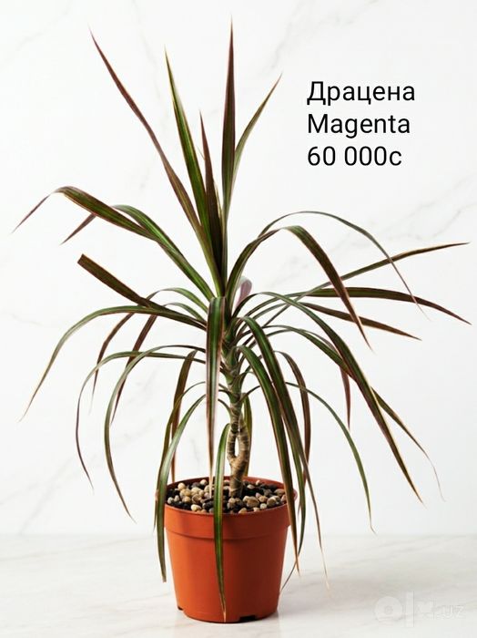 Комнатные цветы.