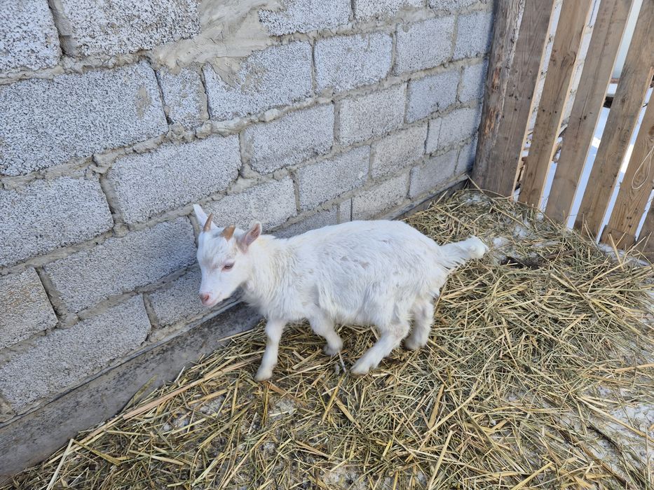 Ешкі сатылады. 180000 тг