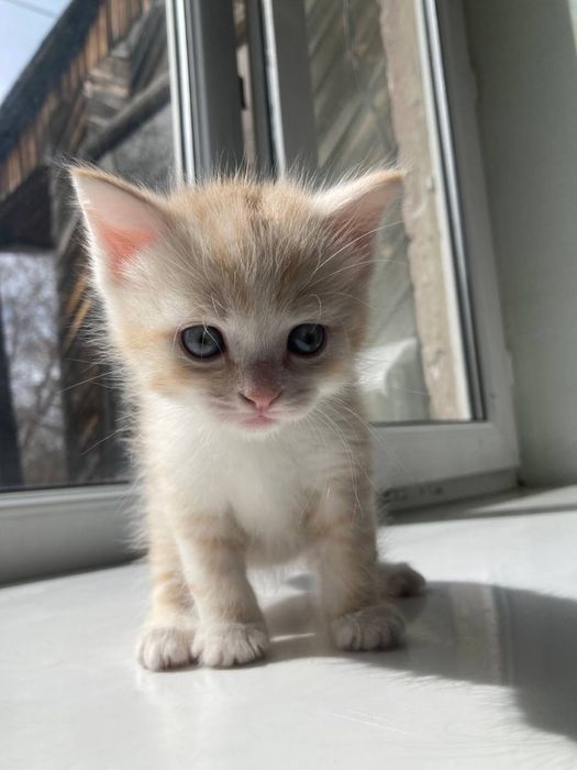 Отдам котят в добрые руки