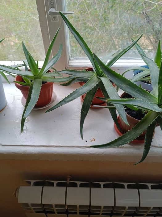 Продам цветы Алоэ