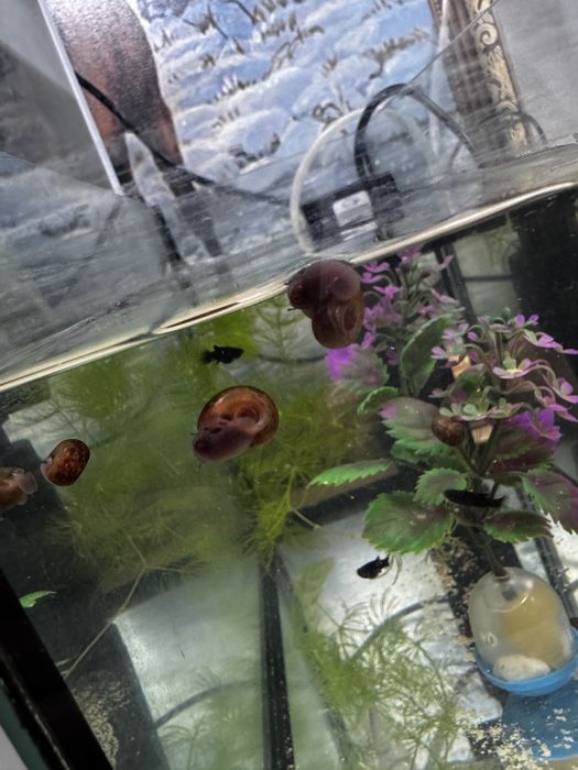 улитки для аквариума 5 шт 500 тг