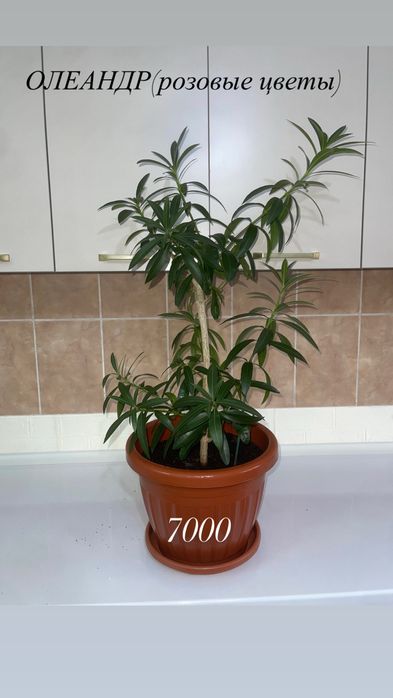 комнатные растения