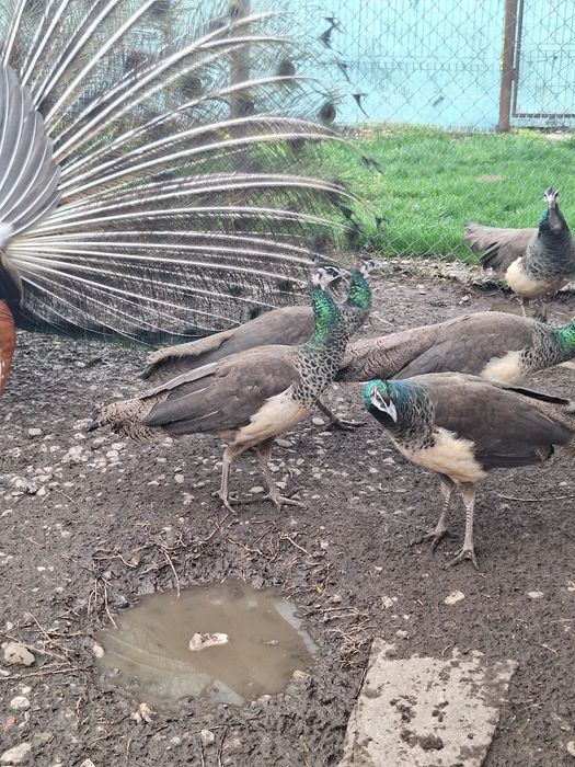 Vand paunite tineret