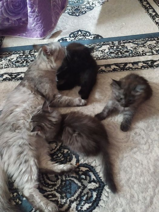 Котята пушистые ищут добрые сердца