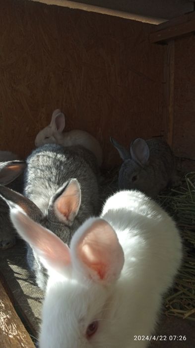 Прадам кральчат виликанаы