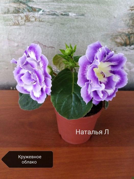 Продаются укорененные листья сортовых глоксиний