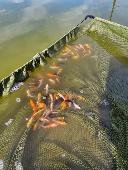 Puieti crap koi 40 zile