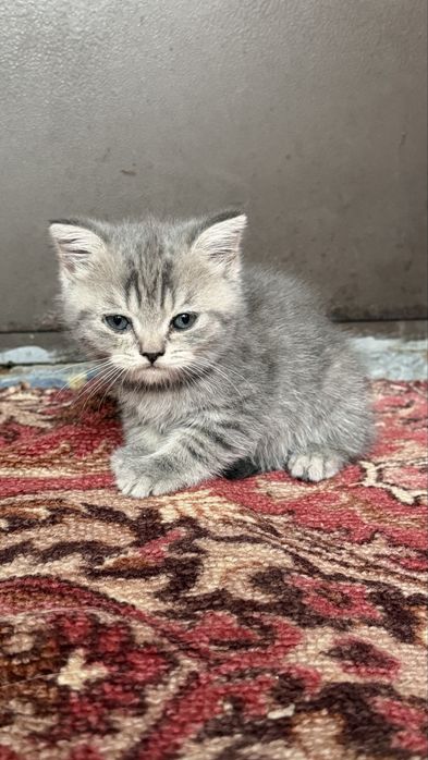 Котята скотиш фолд, 2 мес