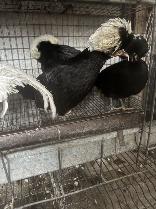 Moțată olandeză 3+1