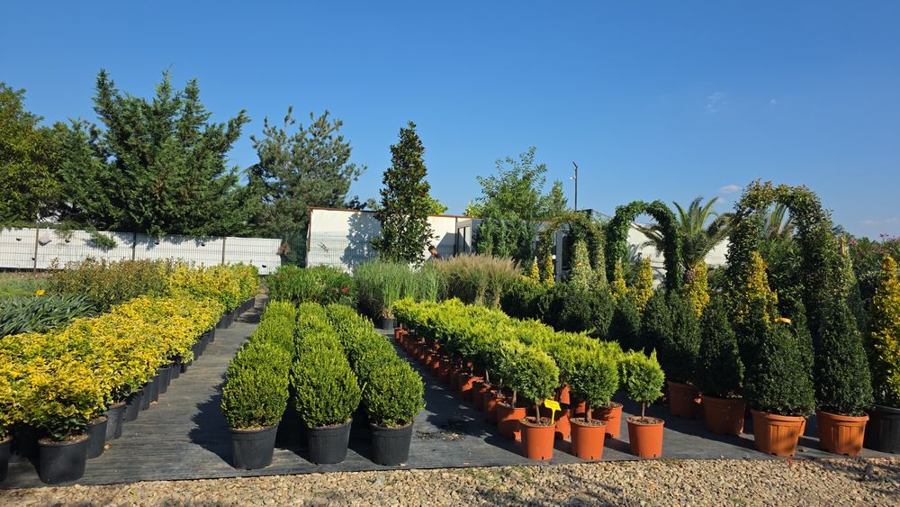Plante glob, tuia, buxus, rhododendron, azalee, yucca, tei, platan etc