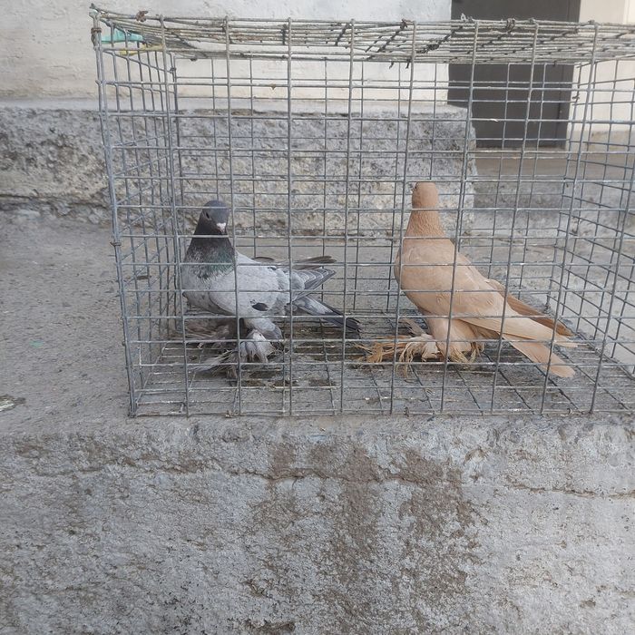 Челкар голубка лохманоги