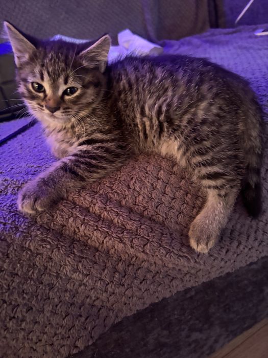 котята бесплатно.