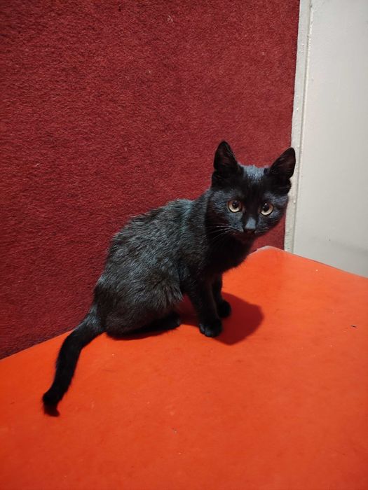 Подарява се много гальовно и сладко черно котенце