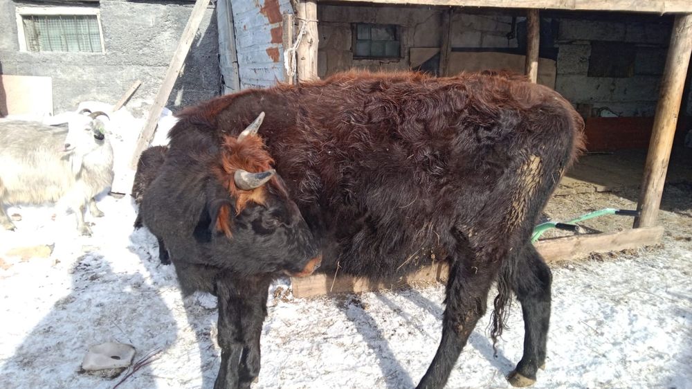 Жабагы , кунажын