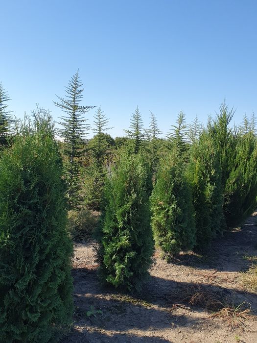 Platani englezesc Photinia Red Robin Laur englezesc  leylandi mestecan tei stejar Palmieri Măslini