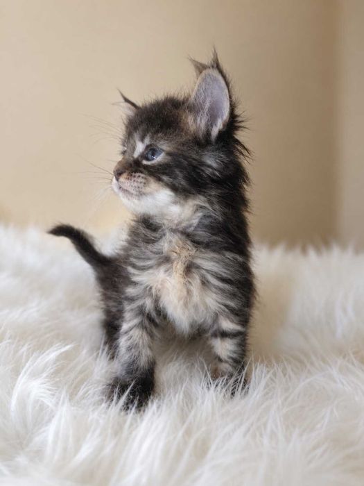 Pui de Maine Coon