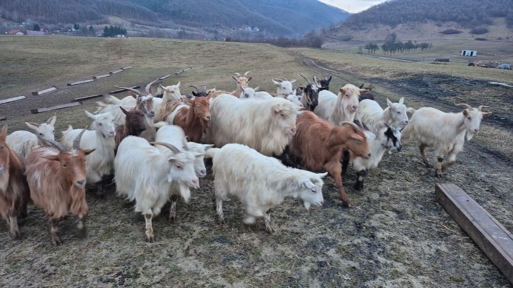 Capre Tinere Gestante